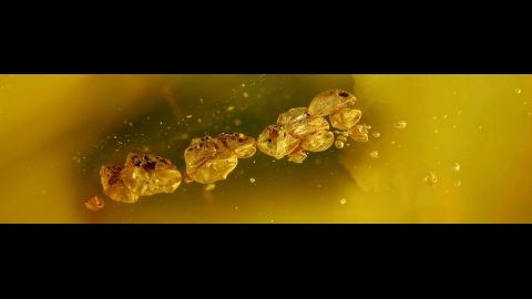 Bernstein Inklusen, Bernstein Einschlüsse im Baltischen Bernstein